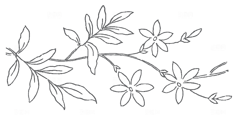 鲜花矢量手绘花朵线条花卉素材