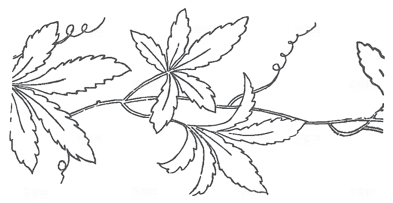 鲜花矢量手绘花朵线条花卉素材