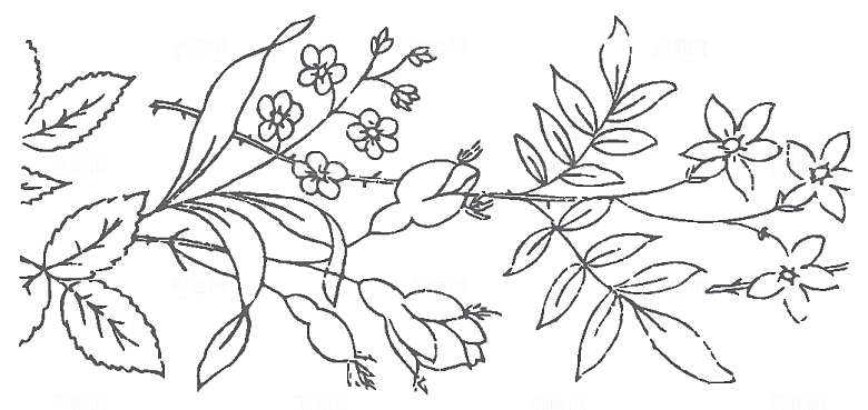 鲜花矢量手绘花朵线条花卉素材