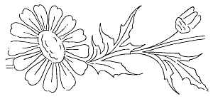 鲜花矢量手绘花朵线条花卉素材