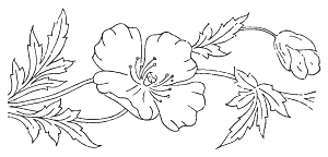 鲜花矢量手绘花朵线条花卉素材