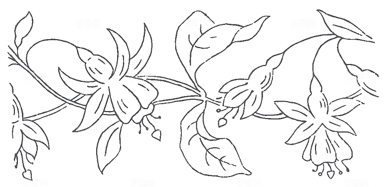 矢量简约花朵线条png素材