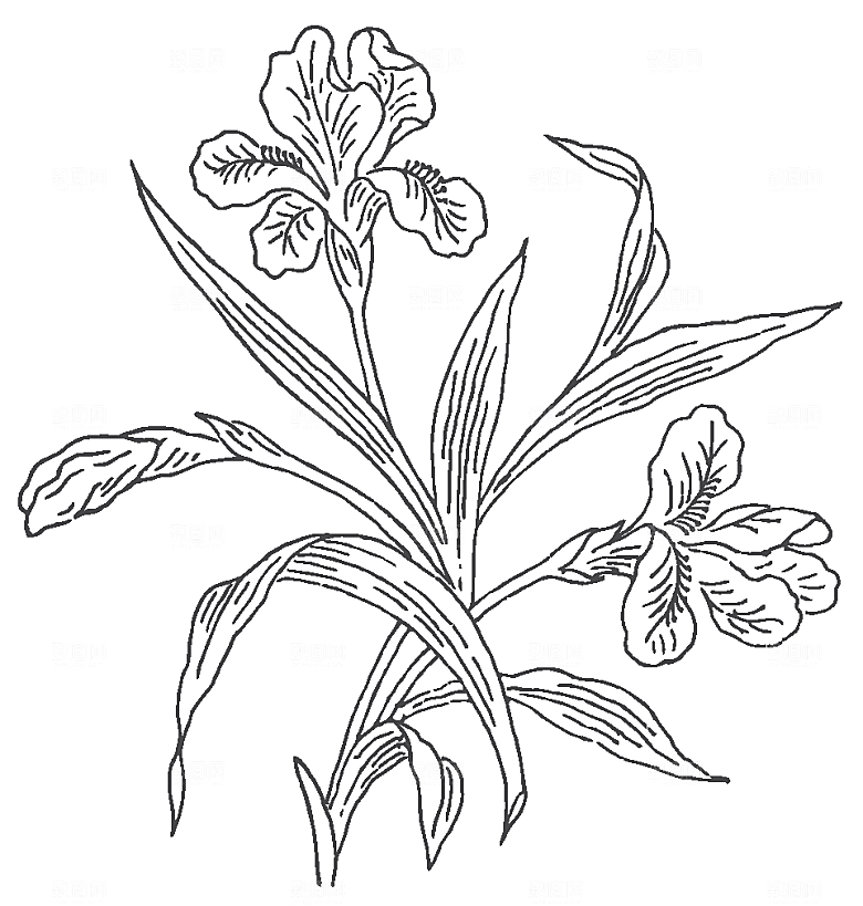 鲜花花朵花卉矢量素材