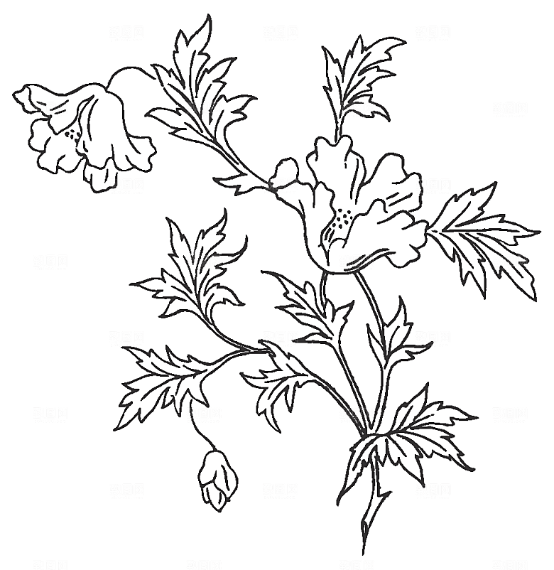 鲜花花朵花卉矢量素材
