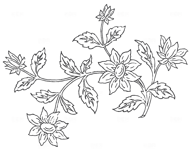 鲜花花朵花卉矢量素材