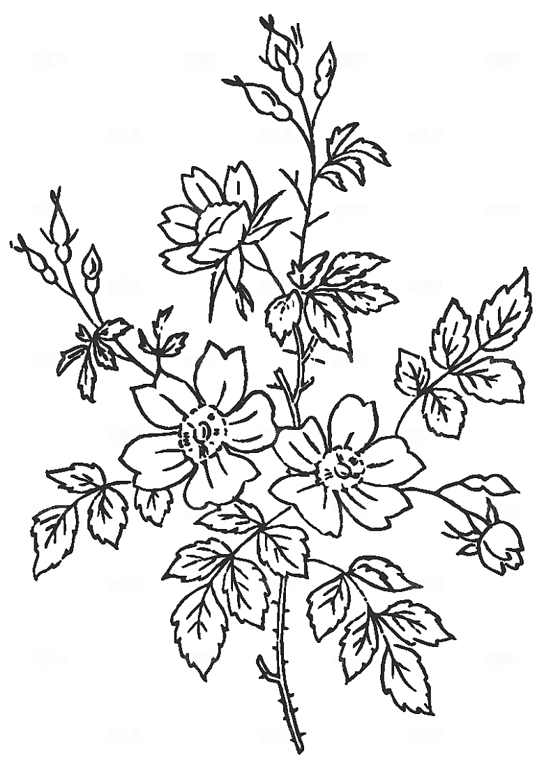鲜花花朵花卉矢量素材