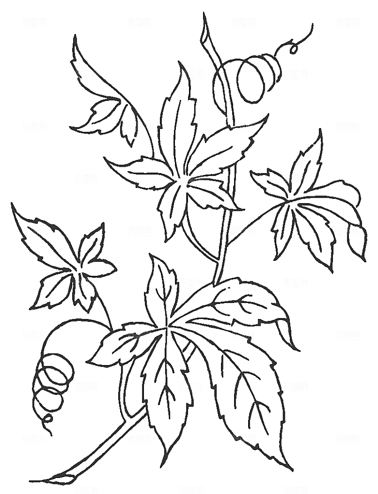 矢量线条鲜花花卉素材