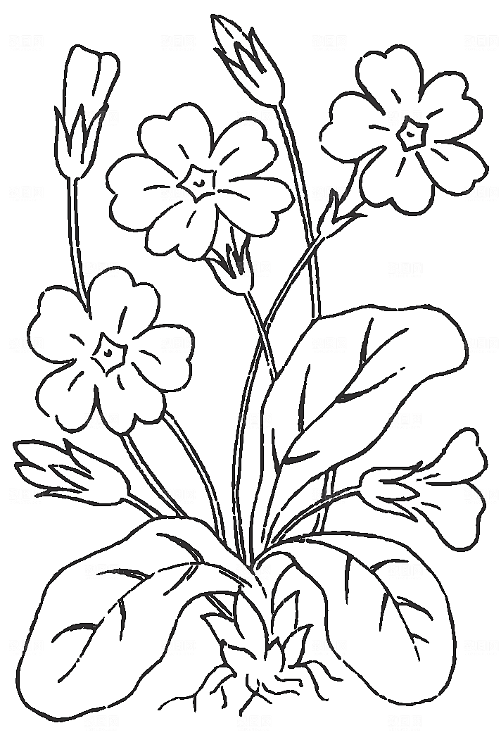 矢量线条鲜花花卉素材