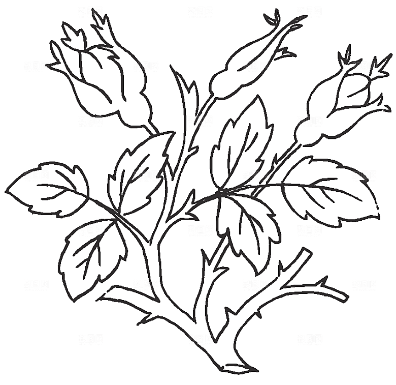 矢量线条鲜花花卉素材