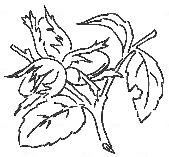 矢量手绘鲜花花朵素材