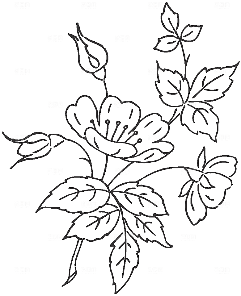 矢量手绘鲜花花朵素材