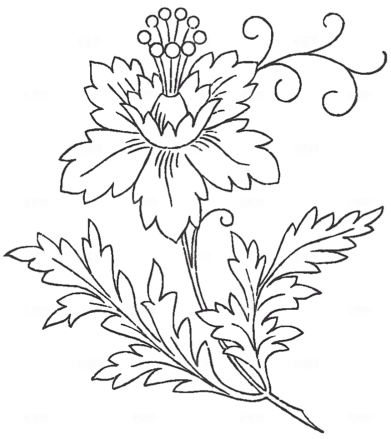 矢量手绘鲜花花朵素材
