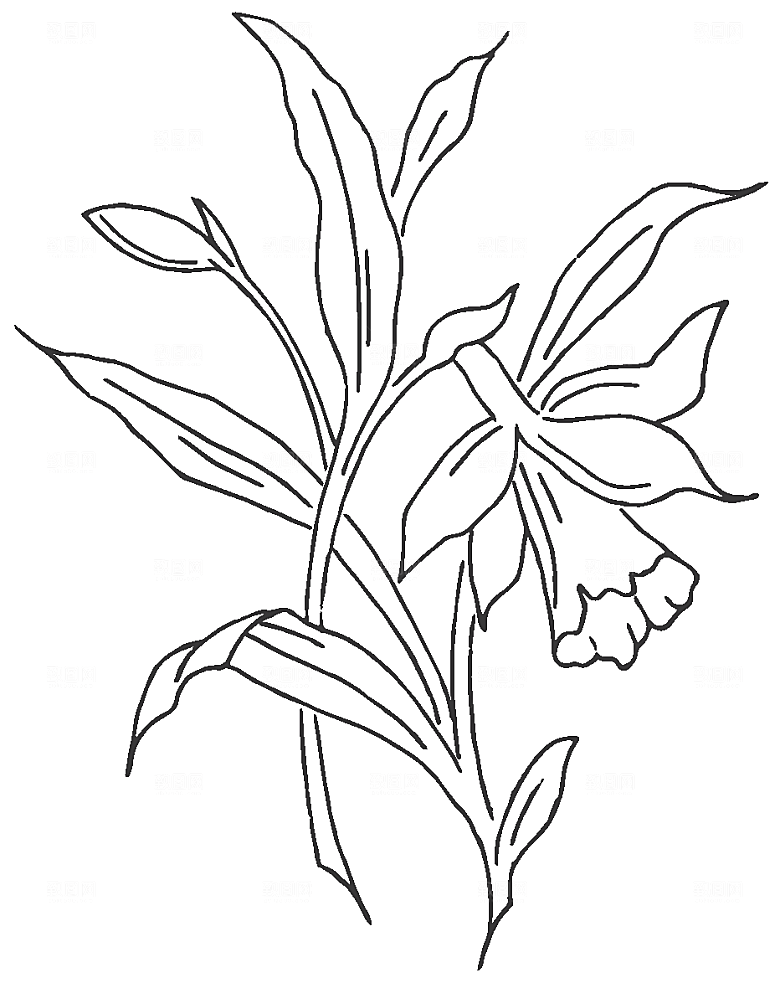 矢量手绘鲜花花朵素材