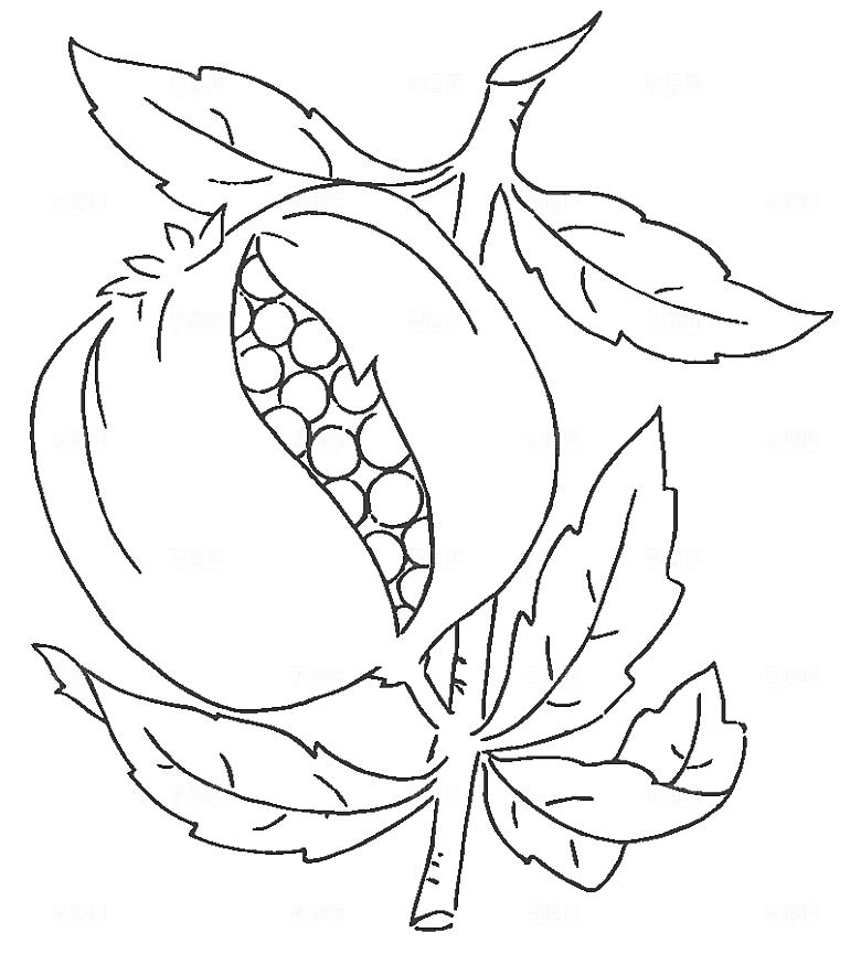 矢量鲜花花卉线条元素