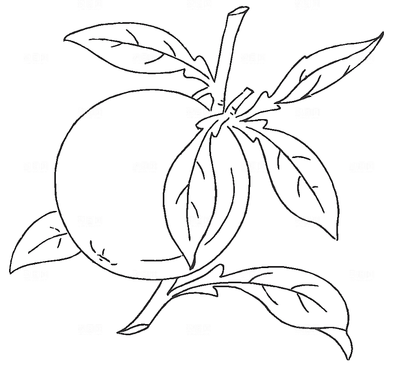 矢量鲜花花卉线条元素