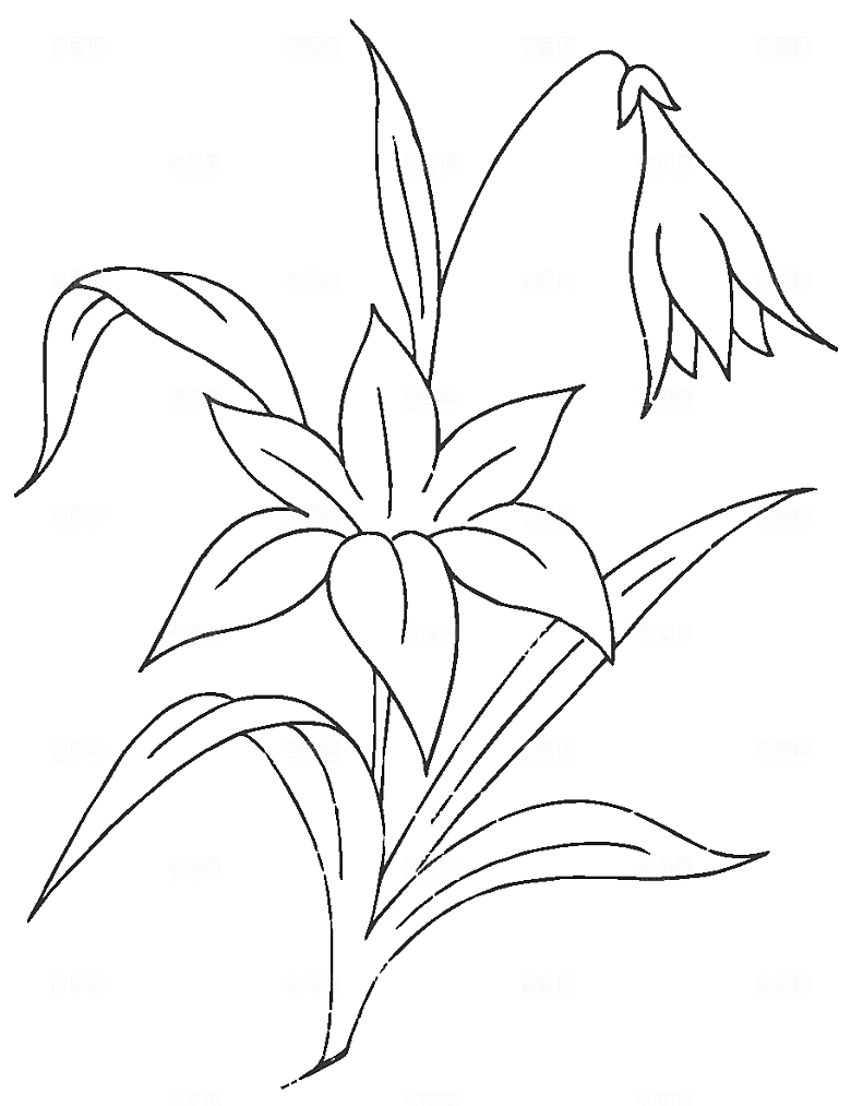 矢量鲜花花卉线条元素