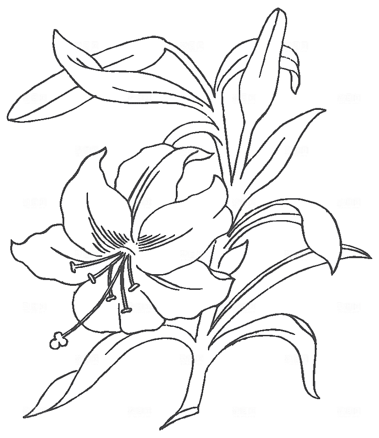 矢量鲜花花卉线条元素