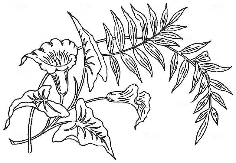 矢量鲜花花卉线条元素