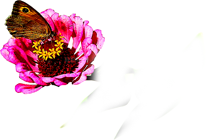 蝴蝶元素素材设计