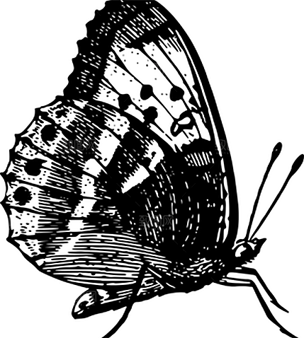 蝴蝶元素素材设计免抠
