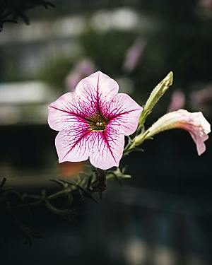 粉色牵牛花摄影素材