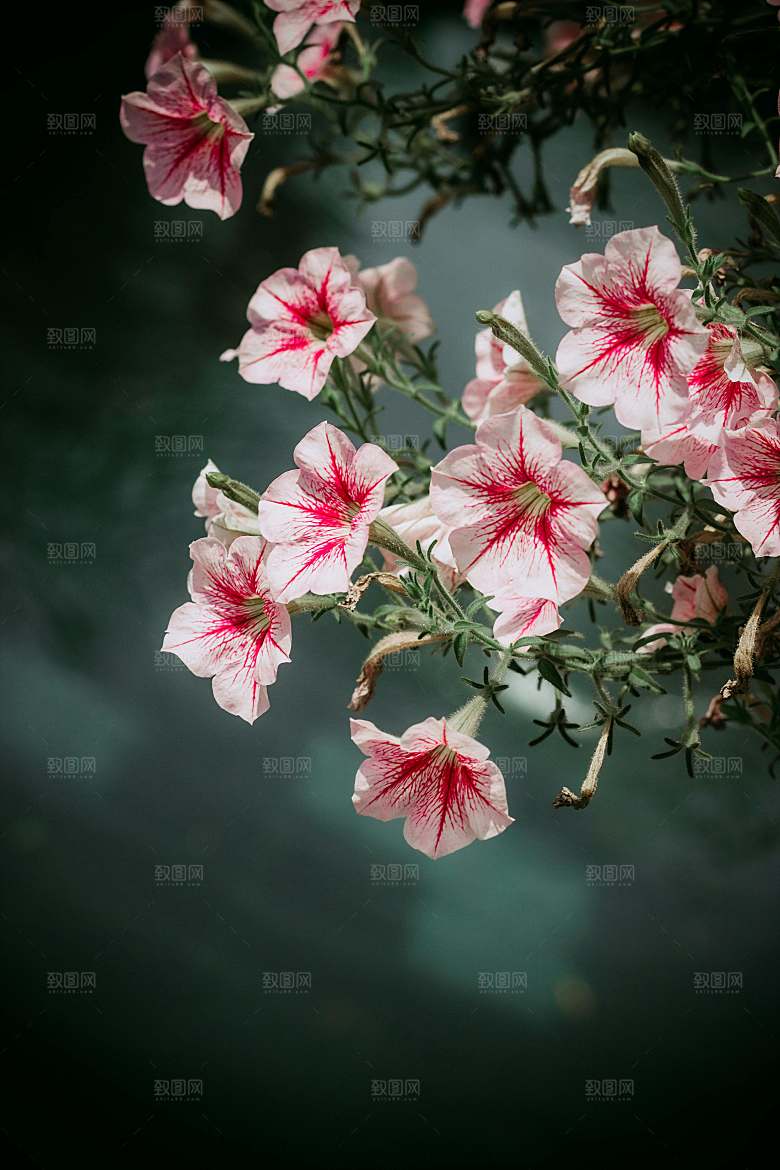 粉色牵牛花摄影素材