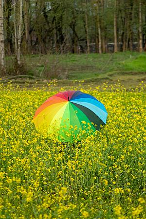 芸苔花卉摄影素材