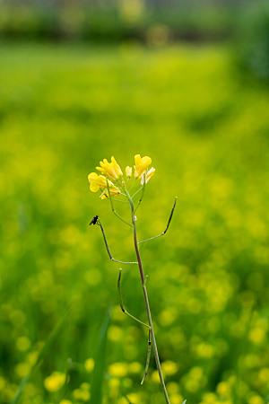 芸苔花卉摄影素材