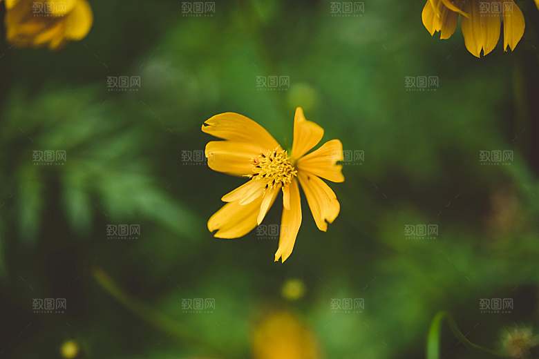 黄秋英鲜花摄影素材
