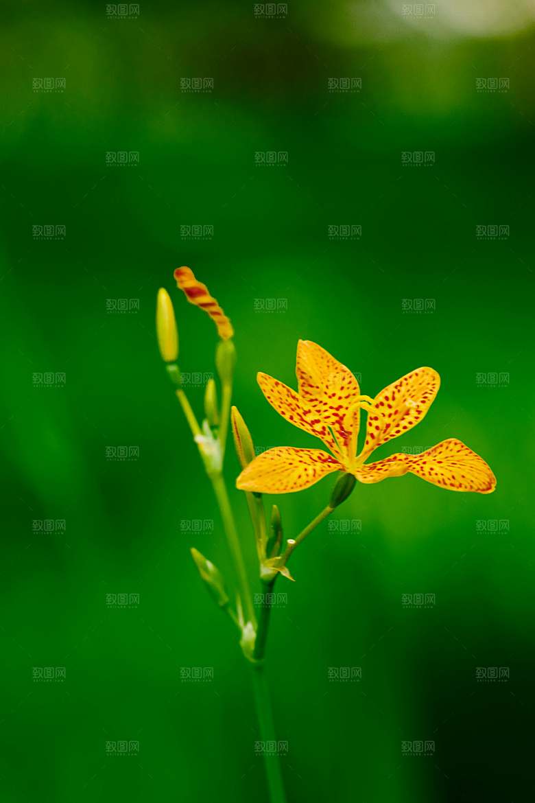 黄秋英鲜花摄影素材
