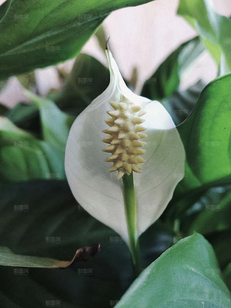 一帆风顺鲜花摄影素材