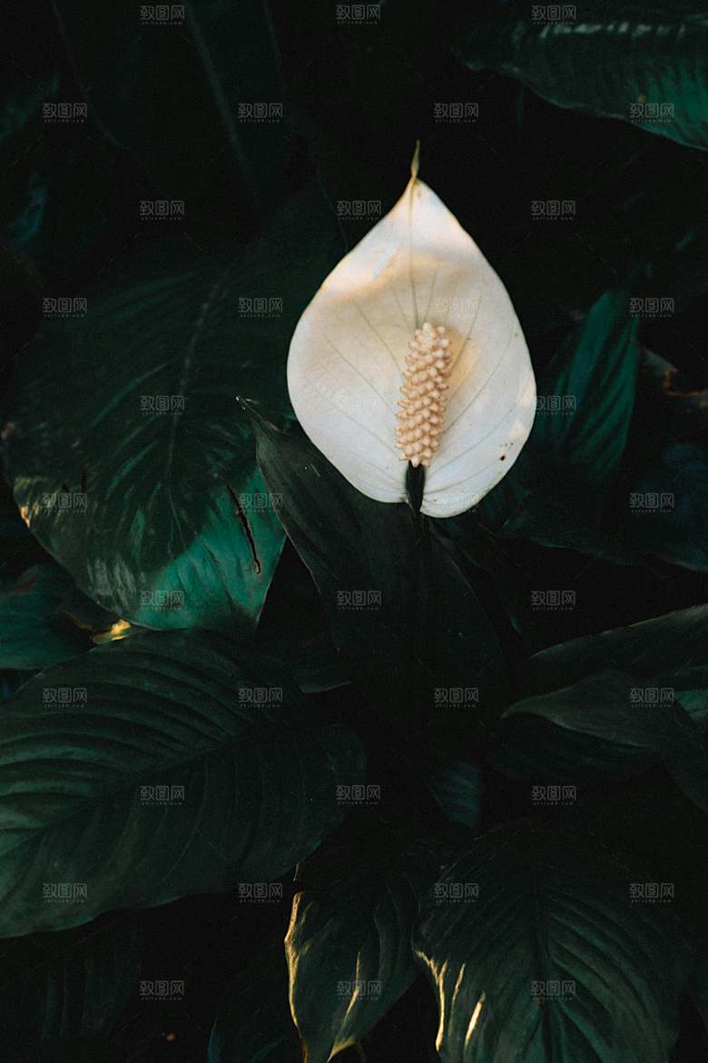 一帆风顺鲜花摄影素材