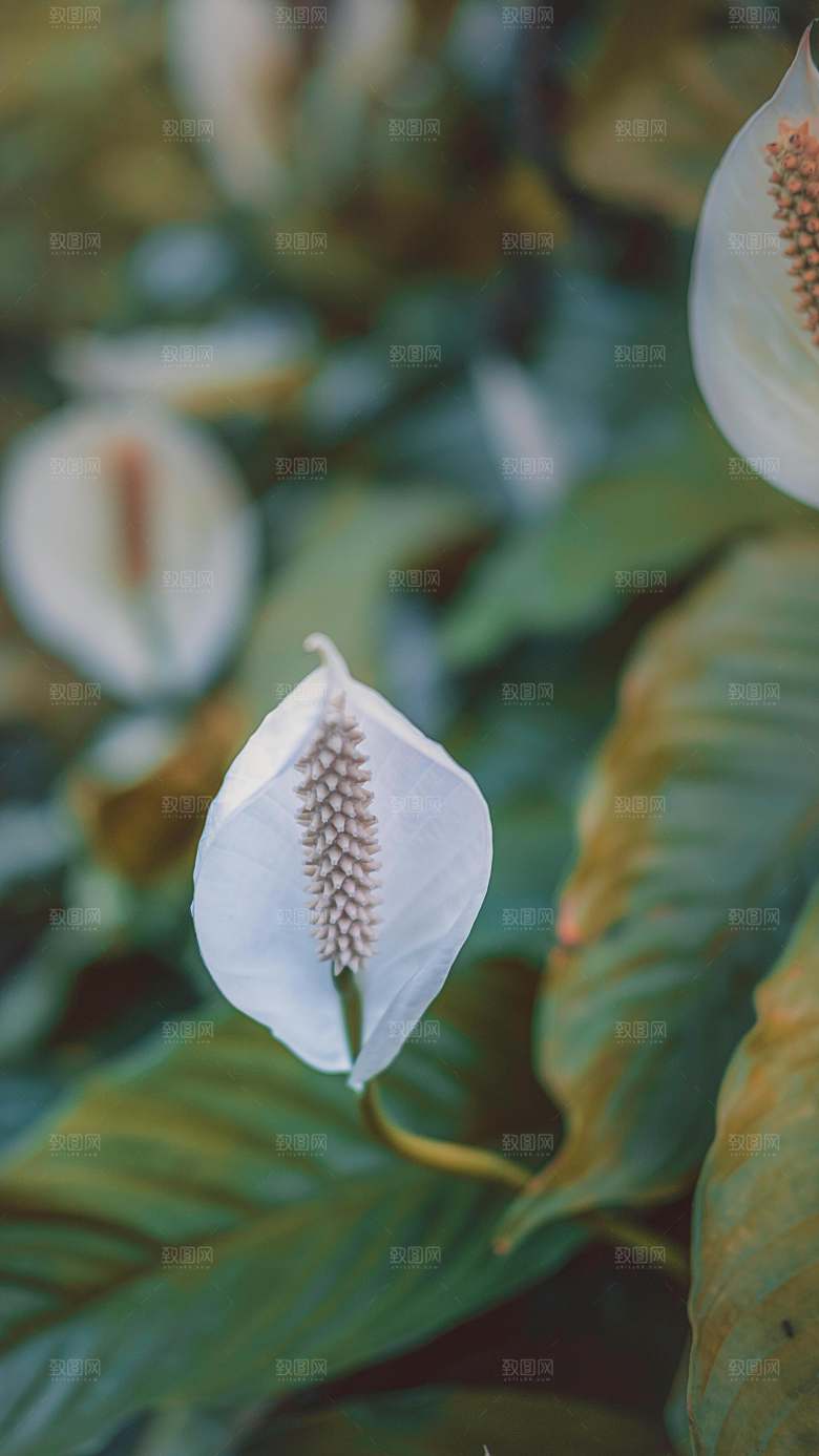 一帆风顺鲜花摄影素材