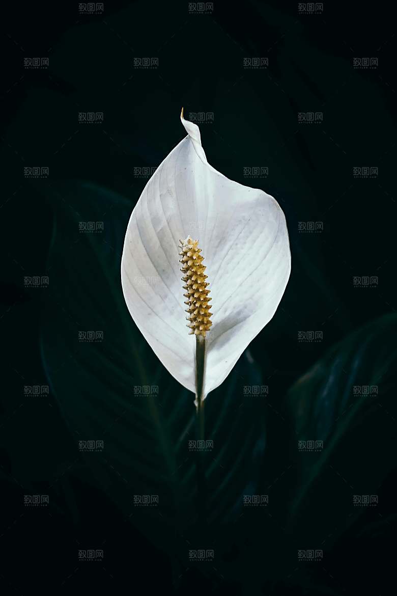 一帆风顺鲜花摄影素材