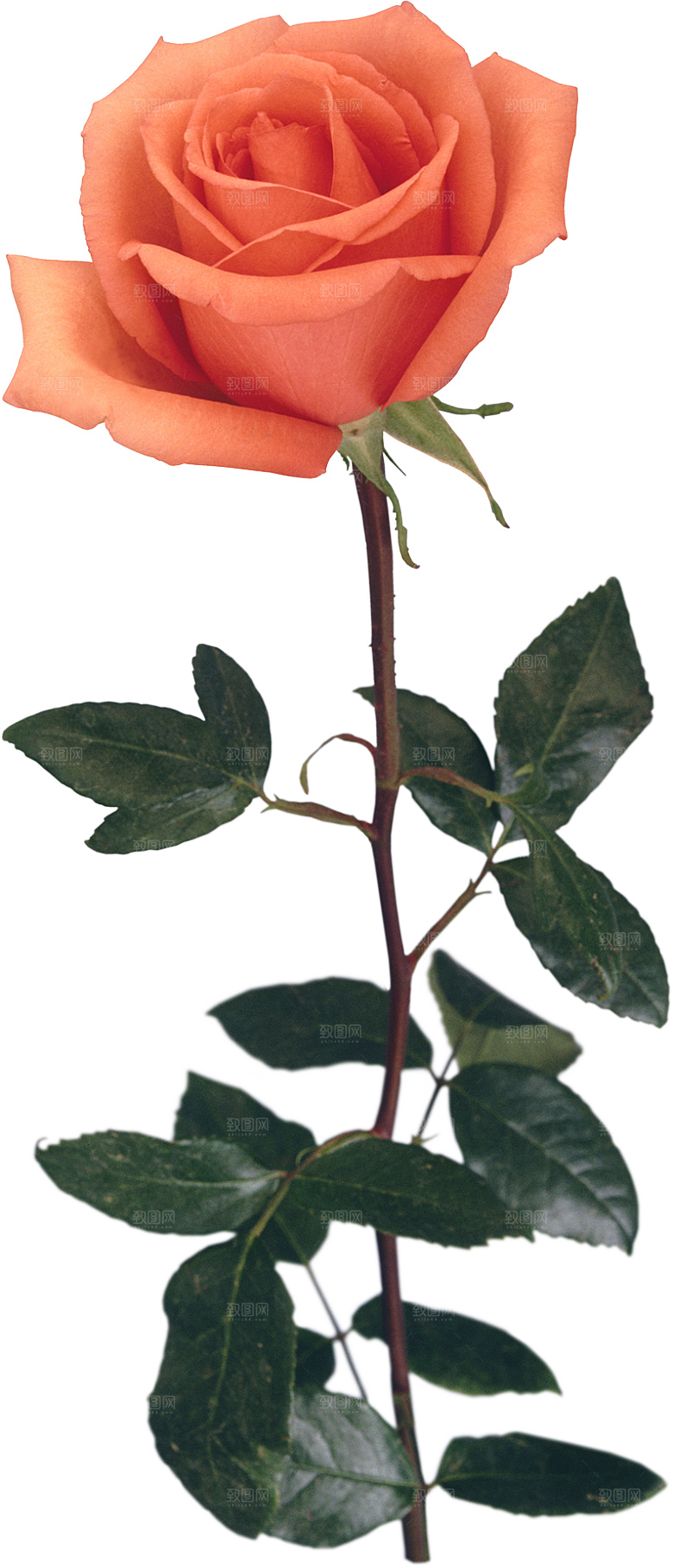 玫瑰花设计素材元素