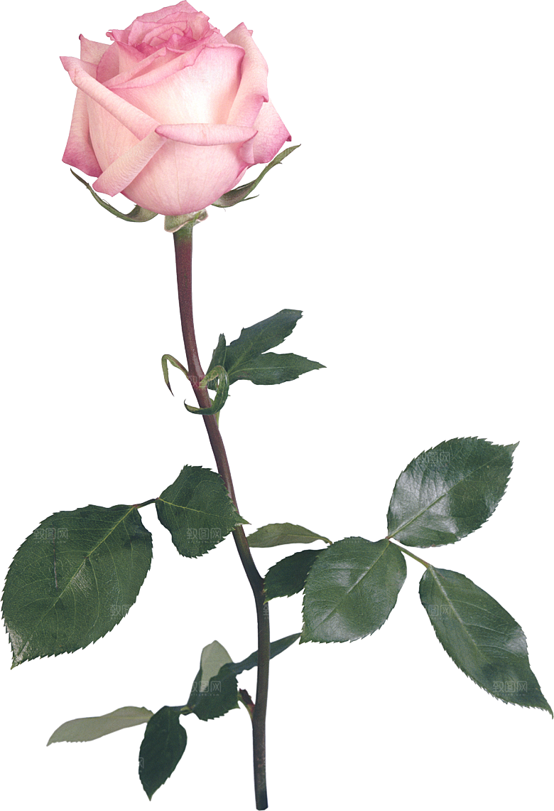 玫瑰花设计素材元素