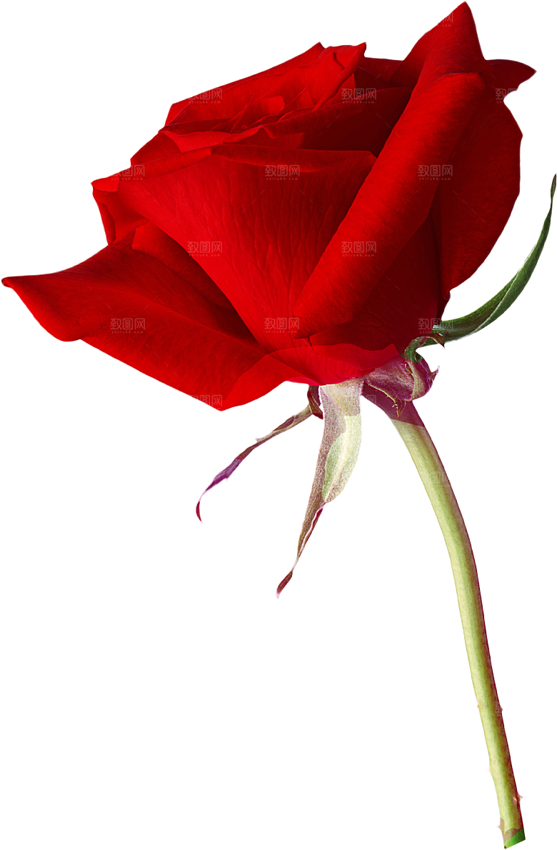 玫瑰花设计素材元素免抠