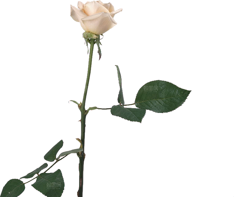 玫瑰花设计素材元素免抠