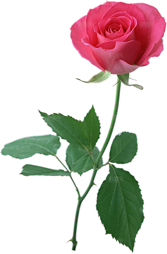 玫瑰花设计素材元素免抠