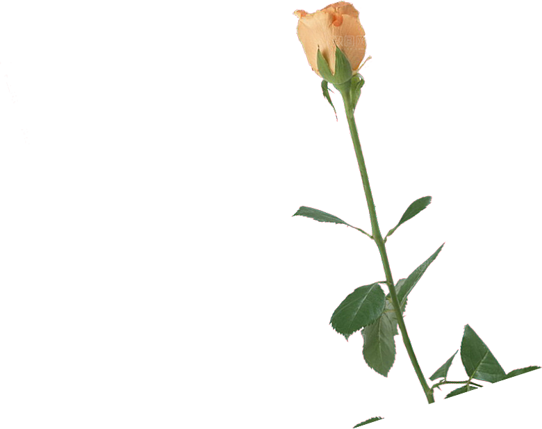 玫瑰花设计素材元素免抠