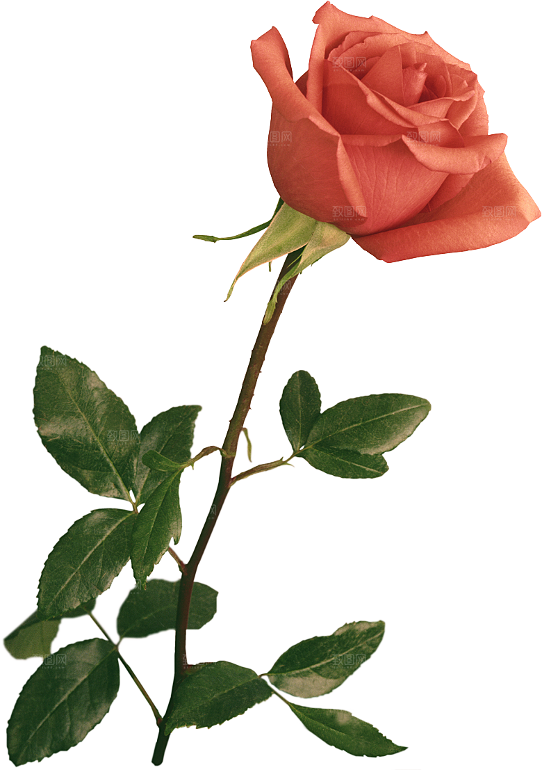 玫瑰花设计素材元素