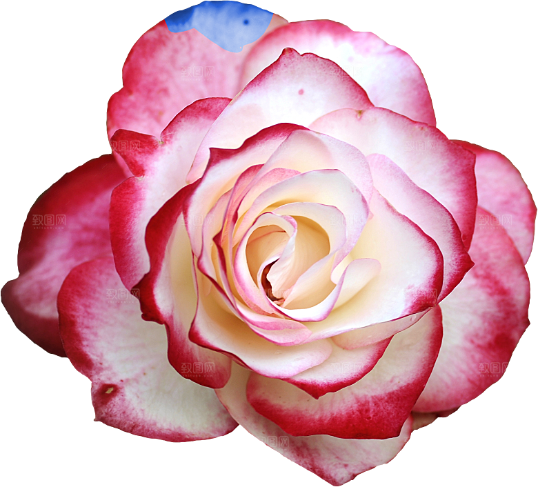 玫瑰花设计素材元素