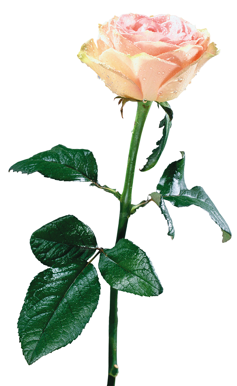 玫瑰花设计素材元素