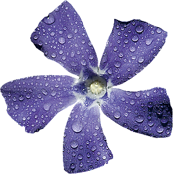 玫瑰花设计素材元素免抠