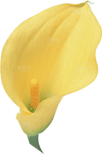 玫瑰花设计素材元素免抠