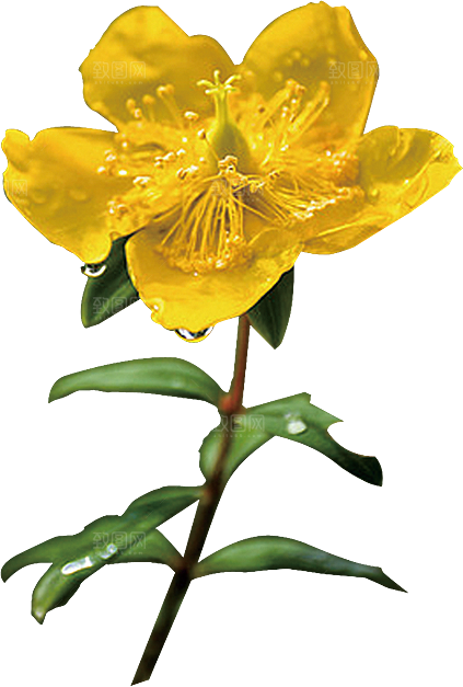 玫瑰花设计素材元素免抠