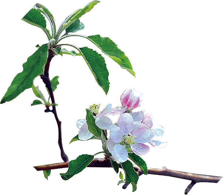 玫瑰花设计素材元素免抠