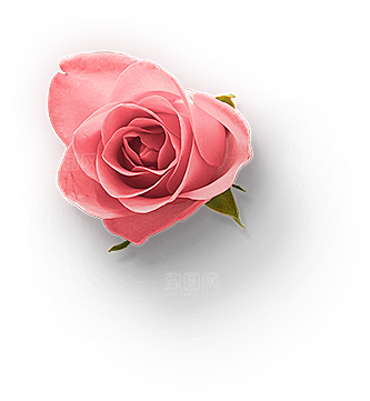 玫瑰花设计素材元素免抠