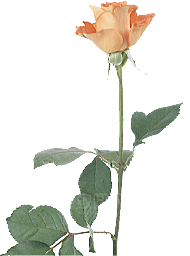 玫瑰花设计素材元素免抠