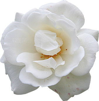 玫瑰花设计素材元素免抠
